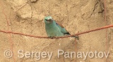 Video of European Roller - European Roller during the breeding season near its nest, hunting insects and feed their young chicks.